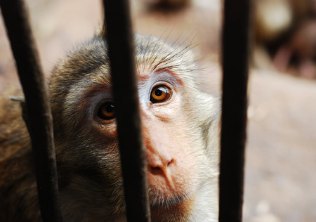 Baby Monkey in the cageの写真素材