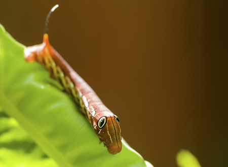 Red Daphnis nerii Caterpillar or oleander hawk-moth closeup on green leafの写真素材