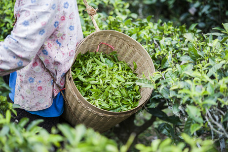 Harvesters working in tea fieldの写真素材