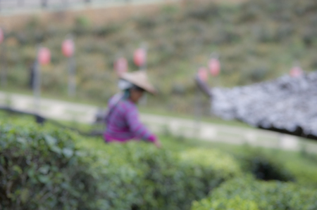 Blur style picture of harvesters working in tea fieldの写真素材