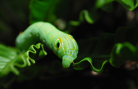 Green Daphnis nerii Caterpillar or oleander hawk-moth closeup on green leafの写真素材