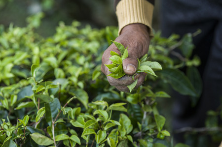 Harvester picking Green tea leavesの写真素材