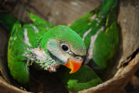 Baby green parrot birds in a basketの写真素材
