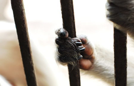 Monkey's hands hold the iron cageの写真素材