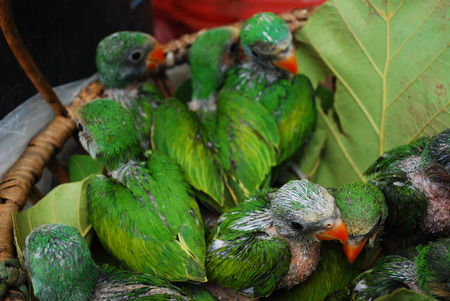 Baby green parrot birds in a basketの写真素材