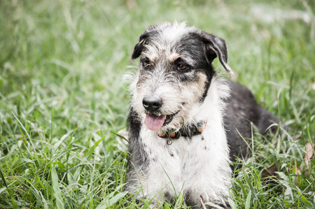 White black dog long hairy lay down on the green grass play ground with smiling face.の写真素材