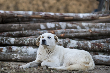 White dog lay down on the play groundの写真素材
