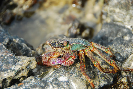 Colorful Crab decapods, yellow red legs and blue green strip carapace or crabshell, sea crab in...