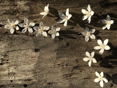 White flowers on vintage wooden, copy space for background, text, invitation card.の写真素材