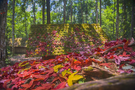 Maple leaves fall on the ground and cottage, autumn-colored foliage at Political And Military School at Phu Hin Rong Kla National Park. Thailandの写真素材