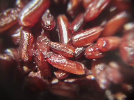 Macro focus seed of cooked Thai jasmine black rice berryの写真素材