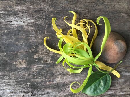 Yellow Thai Ylang-Ylang or ilang-ilang flower on wooden tableの写真素材