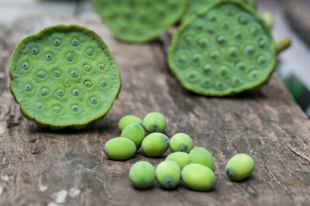 Lotus seed or lotus nut. The traditional Chinese and Indian medicine. Good for healty and can eat both fresh and dried seed as a snack dessert or cooking as a food. Shooting on vintage wood surface table.の写真素材