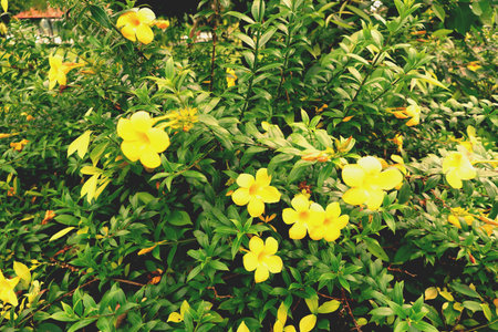 Yellow elder or Trumpetbush