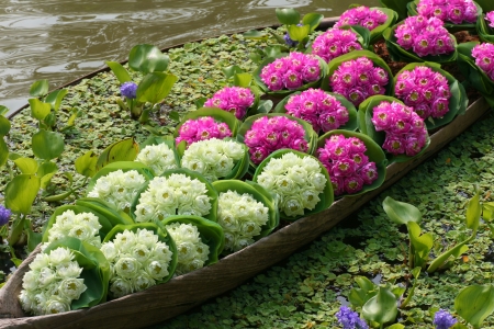 Lotus flowers are in boatの写真素材