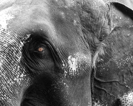 Head shot of elephant