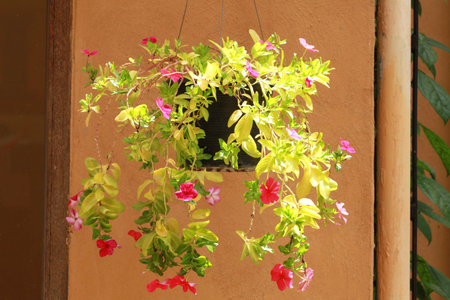 Hanging Basket of flowersの写真素材