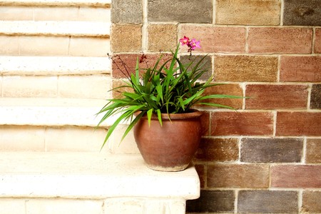 Old grasspot on brick wallの写真素材