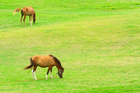 Horse in farmの写真素材