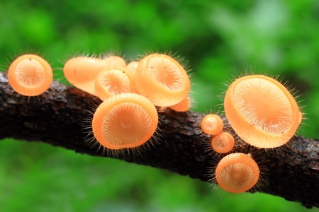 Mushroom in deep forestの写真素材