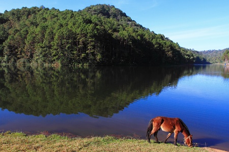 Beautiful wild horse on field near the reservoirの写真素材