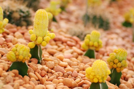 Cactus in gardenの写真素材