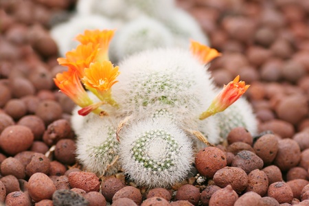 Cactus in gardenの写真素材