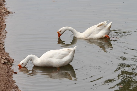Two white swans on a lakeの写真素材