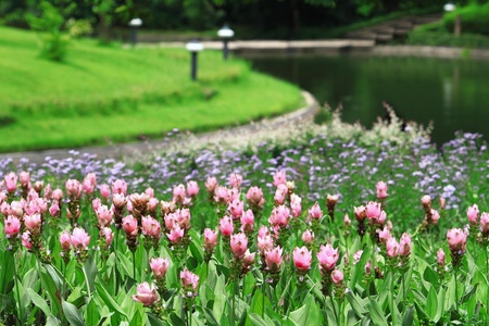 Pink flower closeupの写真素材