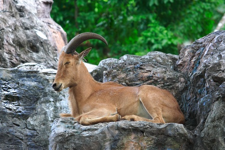 Chamois on a rock mountain の写真素材