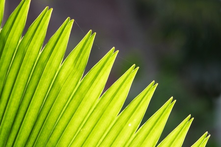 palm leaf patternの写真素材