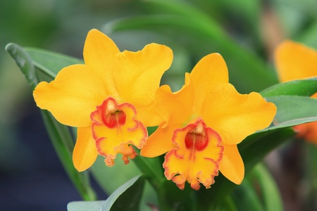 Beautiful Orchid in gardenの写真素材