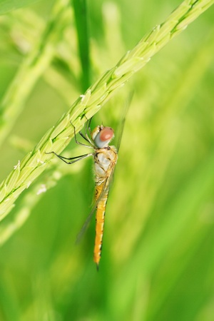 Jackiso110800335