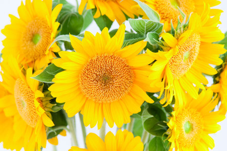 Sunflowersの写真素材