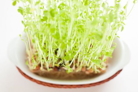 Pea sproutの写真素材