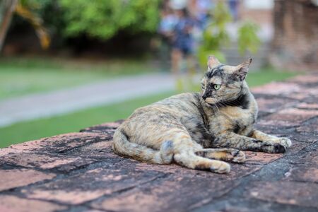 A cute cat sleeping on the wallの写真素材