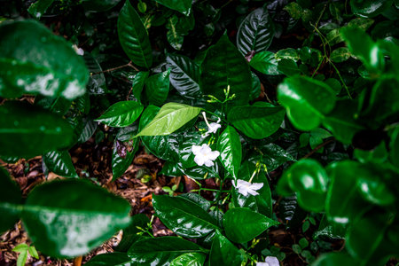 Trees with white flowers in the rainy season