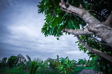 Coconut trees and banana trees in the gardenの写真素材