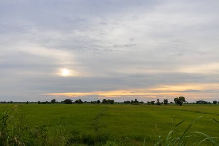 View of the vast rice field in the evening.の写真素材