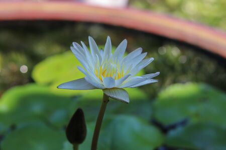 Beautiful lotus blossoms blooming in the pondの写真素材
