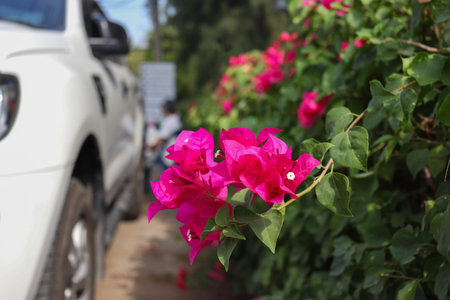 Fresh pink bougainvillea flowers on the tree