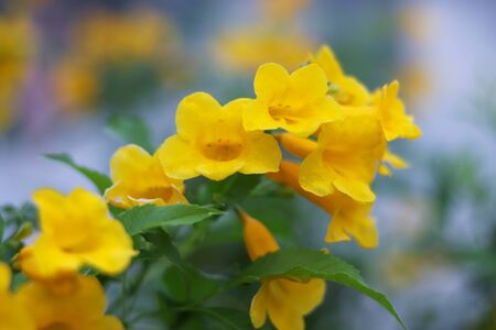 Fresh yellow flowers bloom beautifully on the trees.の写真素材