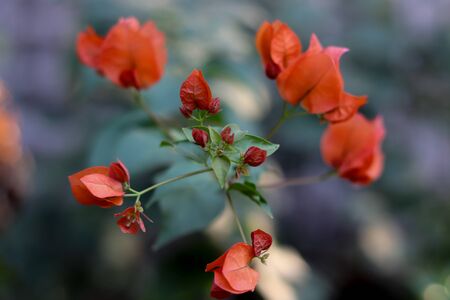 Orange bougainvillea flowers bloom beautifully in trees.の写真素材