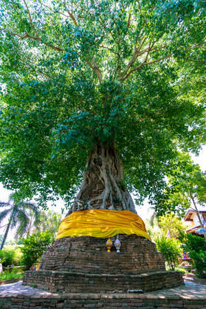 Bodhi trees and pagodas at Na Phra Meru Temple, Ayutthaya Province in Thailandの写真素材