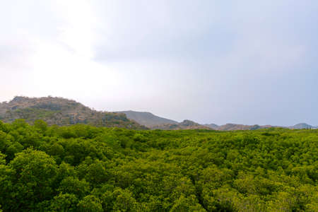 Trees in the mangrove forest in Thailandの写真素材