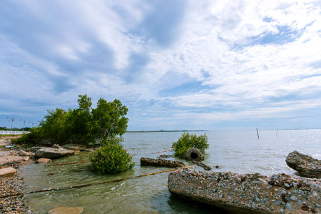 The vast and beautiful seaside trees under the blue skyの写真素材