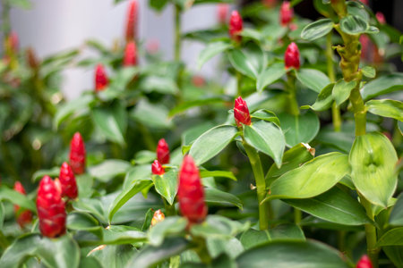 Flowers that are not red with a blurred green background