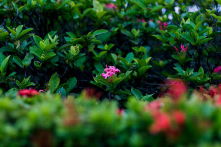 Flowers that are not red with a blurred green backgroundの写真素材