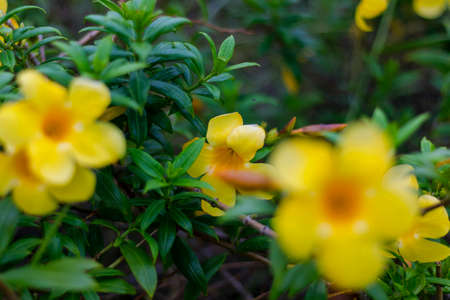 Yellow flowers that are blooming beautifully in the tropics.の写真素材