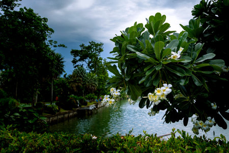 White plumeria flowers Which is blooming beautifully